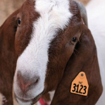 Best ear tag sizes for Goats
