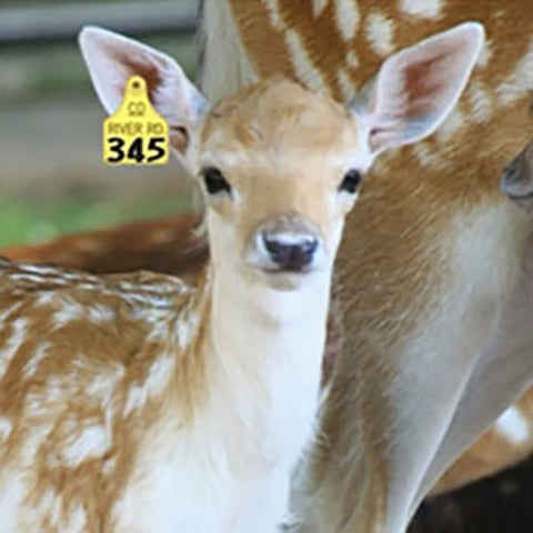Deer Ear Tags