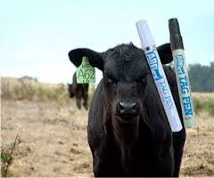 Allflex Accessories - Black Marker Pen