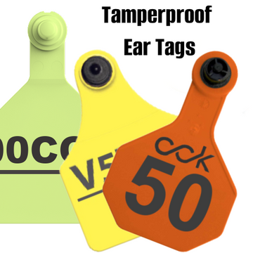 Choosing Between Tamperproof and Non-Tamperproof Ear Tags: What Ranchers Need to Know