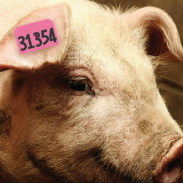 How to buy the right swine ear tag