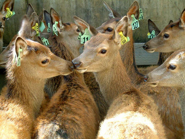 Deer Ear Tag Information
