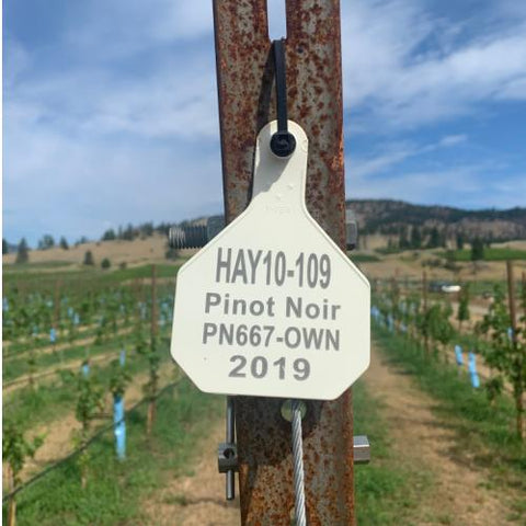 Row Tags for Vineyards