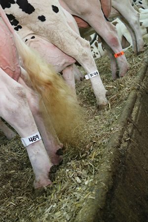 Netsuite Leg Bands for Livestock