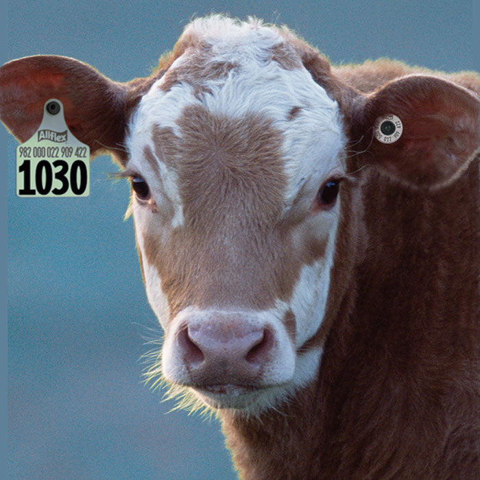 Ear tags for Cattle – Tagged 