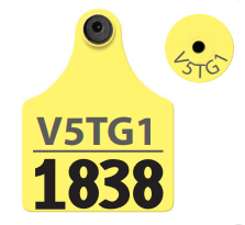 Allflex TPWD Deer Tags