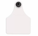 Allflex Global Large Blank Tag With Button - Tamperproof - USDA 840 Visual