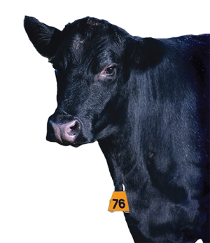 Bock Boc-Loc Dewlap Custom Tag