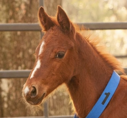 Ritchey Engraveable Blank Equine Neck Strap - 1 1/2" x 36"