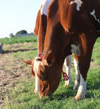 Bock Pear Blank Tag