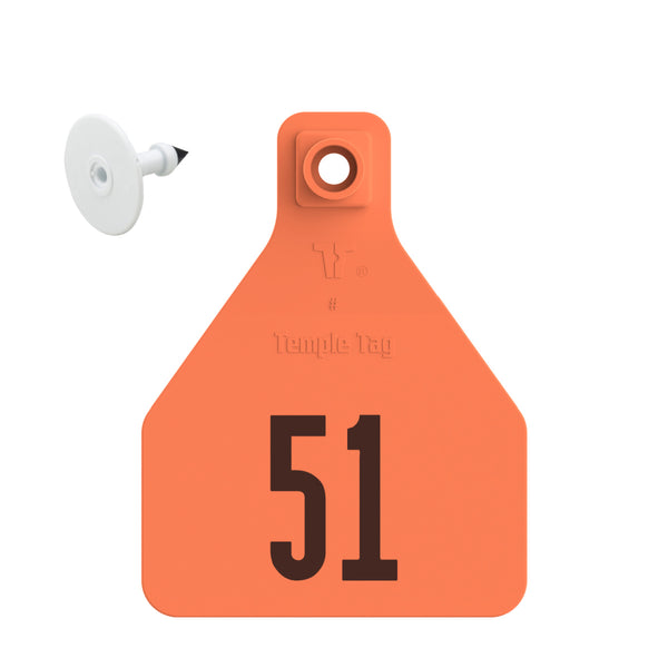 Temple Herdsman Medium Calf Numbered 1 Side Ear Tag with Blank Button